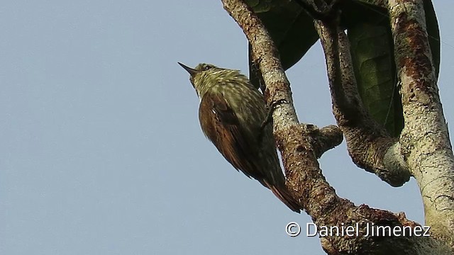 Slender-billed Xenops - ML201953831