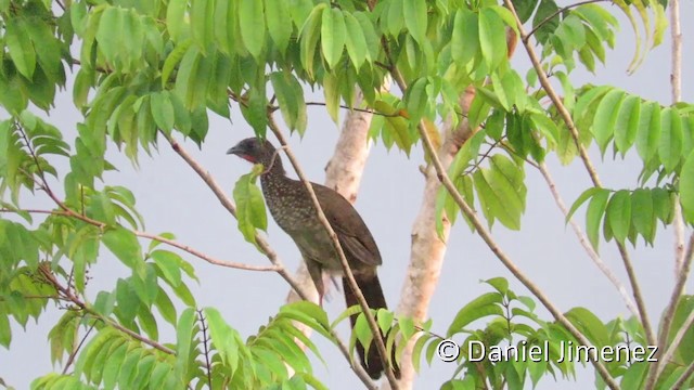 Chachalaca Moteada (guttata/subaffinis) - ML201953861