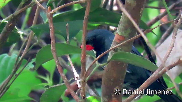 Slate-colored Grosbeak - ML201953901