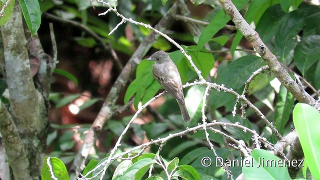 Short-crested Flycatcher - ML201953911