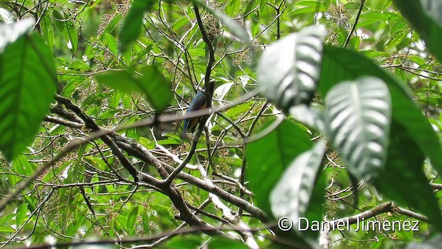 Amazonian Trogon - ML201953921