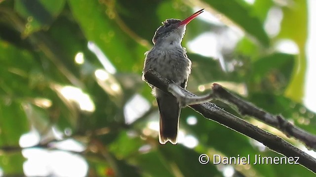 kolibřík bělobradý - ML201953941
