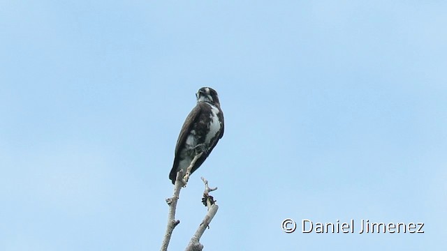 White-browed Purpletuft - ML201953951