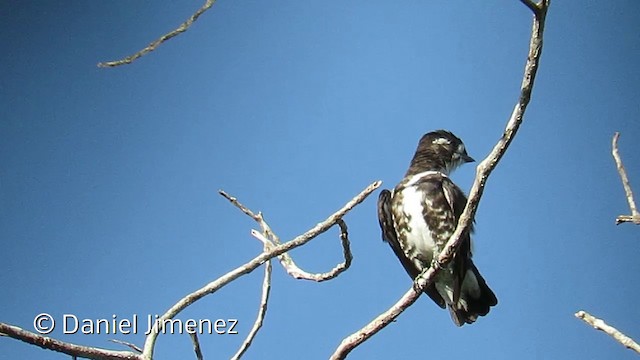 White-browed Purpletuft - ML201953981