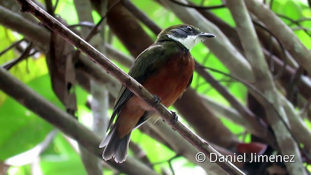 Yellow-crowned Manakin - ML201953991