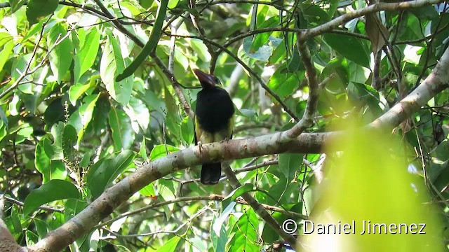 Tawny-tufted Toucanet - ML201954021