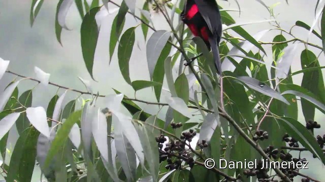 Red-bellied Grackle - ML201954041