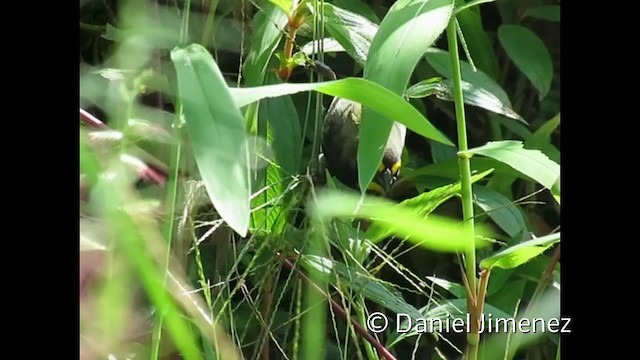 Yellow-faced Grassquit - ML201954081