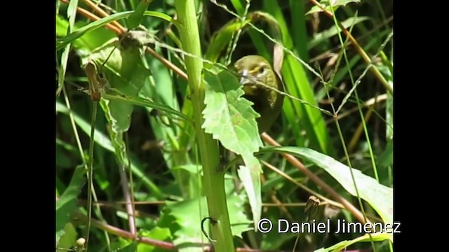 Yellow-faced Grassquit - ML201954091