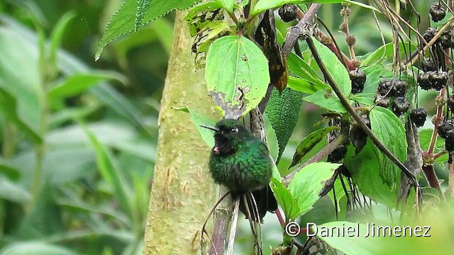 Colibrí Turmalina - ML201954101