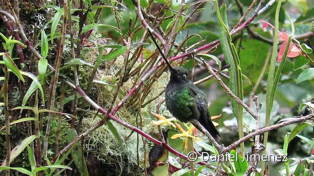 Sword-billed Hummingbird - ML201954111