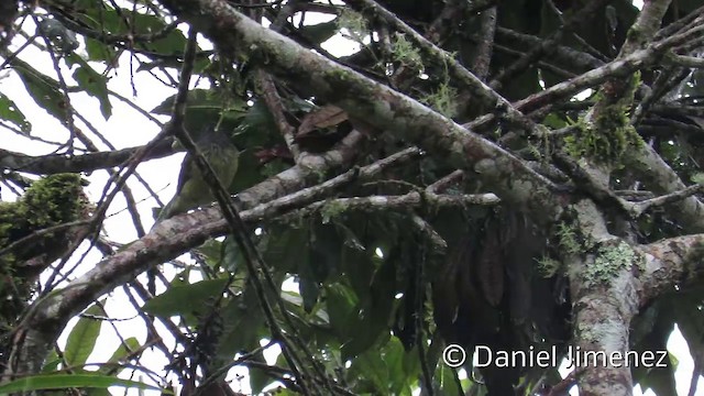 Streak-necked Flycatcher - ML201954131