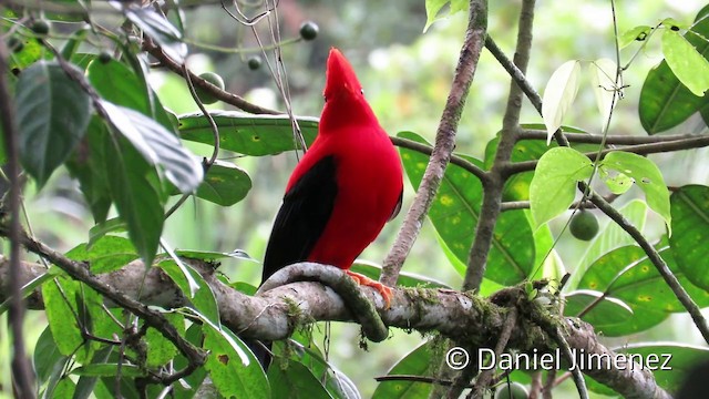 Andean Cock-of-the-rock - ML201954191