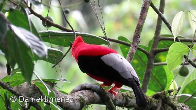 Andean Cock-of-the-rock - ML201954201