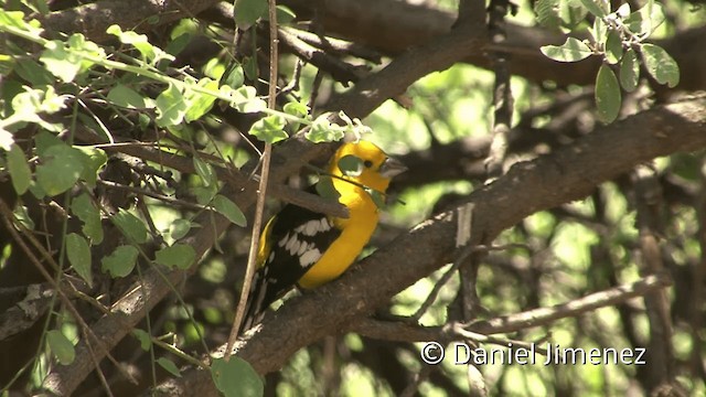 Golden Grosbeak - ML201954241