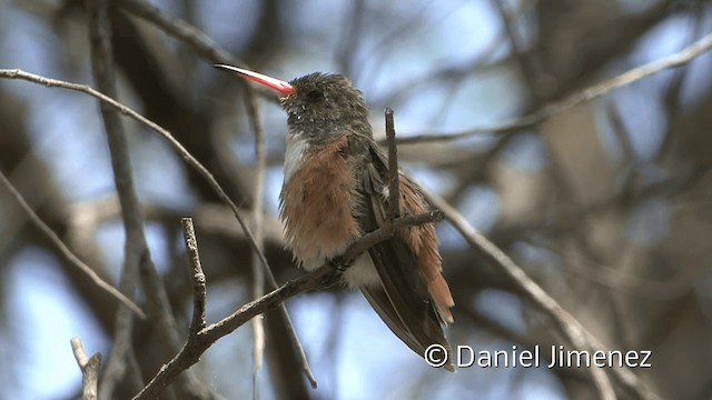 Amazilia Hummingbird (White-throated) - ML201954251