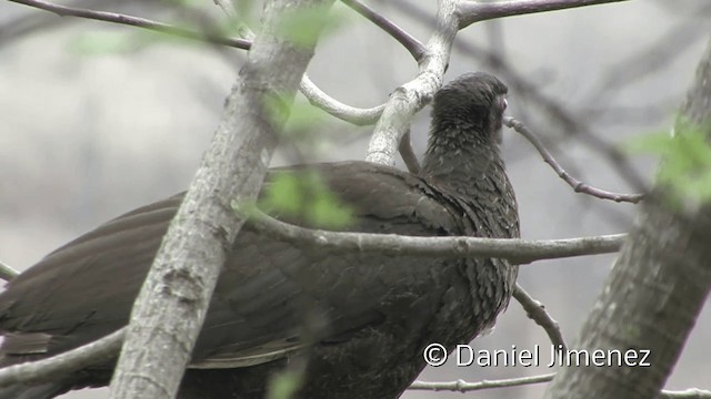 White-winged Guan - ML201954341