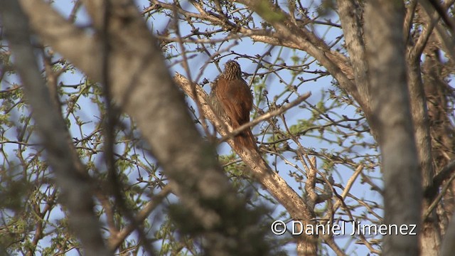 Streak-headed Woodcreeper - ML201954491