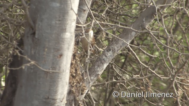 Superciliated Wren - ML201954501