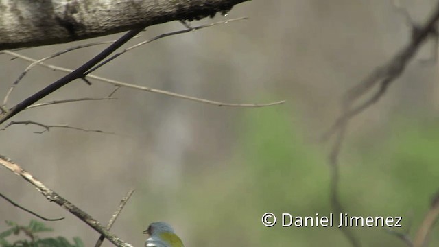 Tropical Parula (South American) - ML201954561