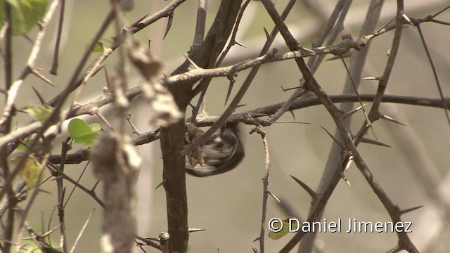 Ecuadorian Piculet - ML201954601