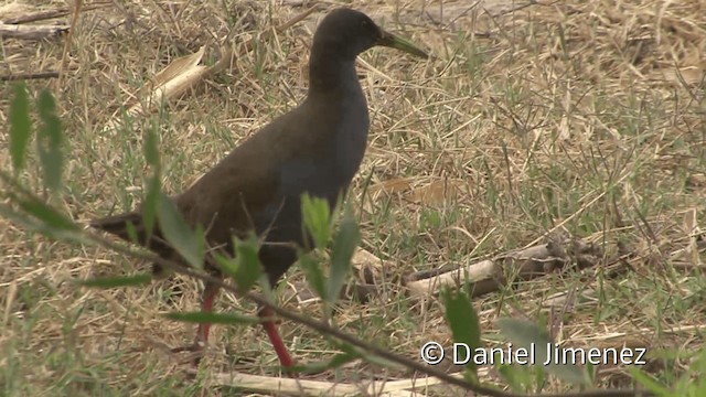 Plumbeous Rail - ML201954611