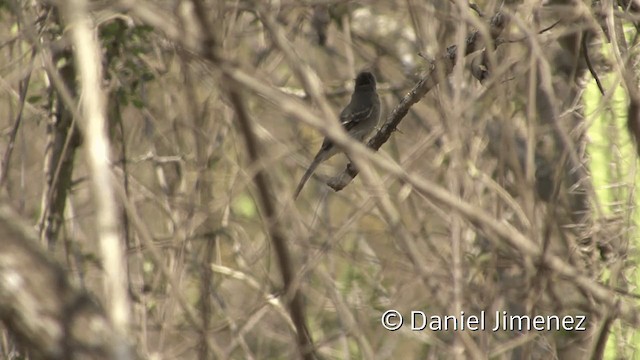 Tumbes Pewee - ML201954641