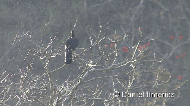 White-winged Guan - ML201954671