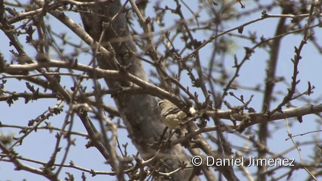 Cinereous Conebill (Cinereous) - ML201954721