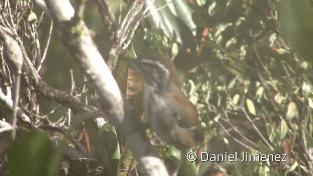 Bar-winged Wood-Wren - ML201954731