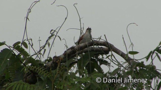 Red-and-white Spinetail - ML201954751