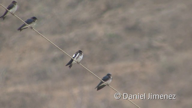 Gray-breasted Martin - ML201954781