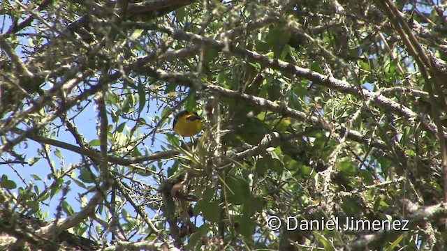 White-edged Oriole - ML201954801