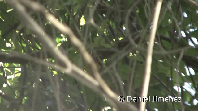 Gray-and-gold Warbler - ML201954861