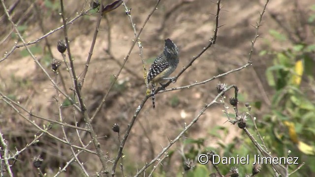 Chapman's Antshrike - ML201954891