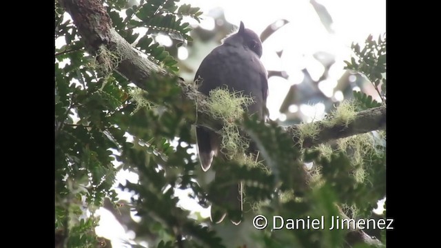 Chestnut-capped Piha - ML201954931