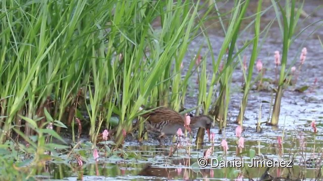 Water Rail - ML201954971