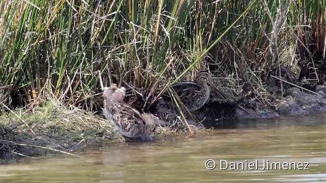 Common Snipe - ML201954981