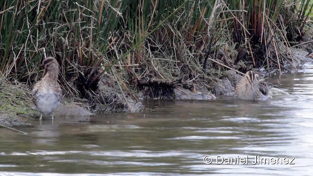 Common Snipe - ML201954991