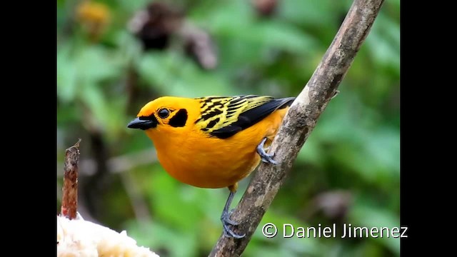 Golden Tanager (aurulenta Group) - ML201955021