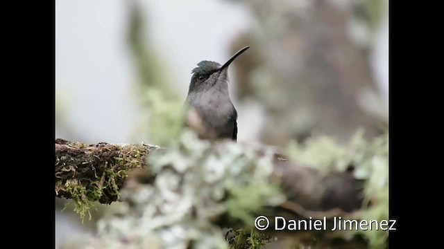 Crowned Woodnymph (Green-crowned) - ML201955041