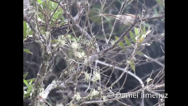 Pale-breasted Spinetail - ML201955061