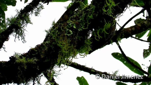 Montane Woodcreeper - ML201955121