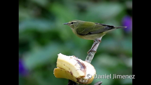 Tennessee Warbler - ML201955141