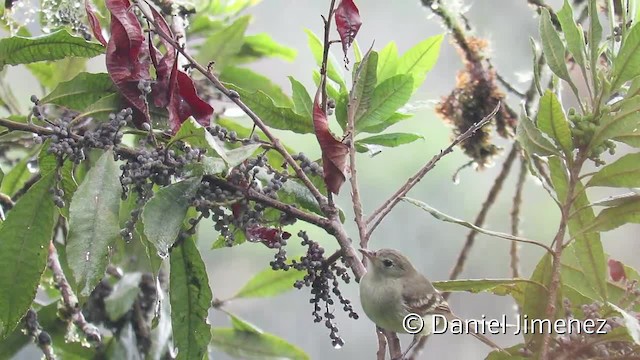 Mountain Elaenia - ML201955151