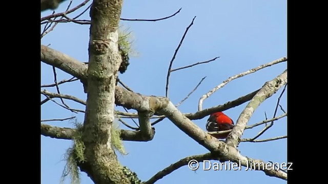 White-winged Tanager - ML201955181