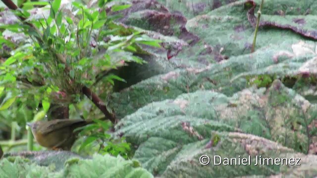 Black-capped Hemispingus (Black-capped) - ML201955191