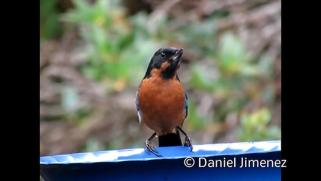 Black-throated Flowerpiercer - ML201955201