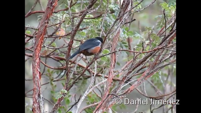 Black-throated Flowerpiercer - ML201955211