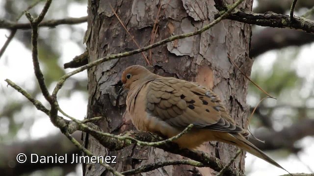 Mourning Dove - ML201955221